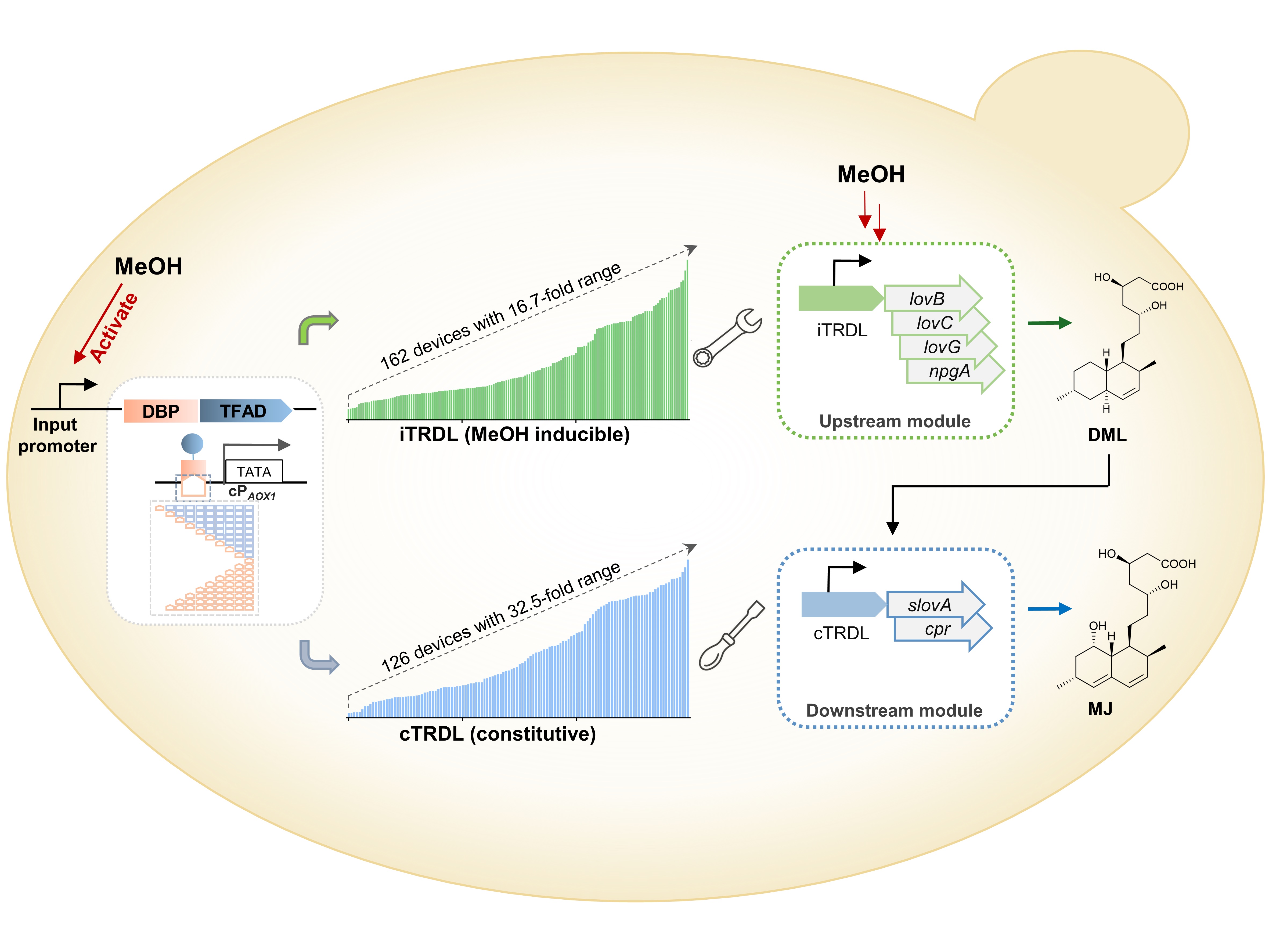 【创新前沿】Nucleic Acids Research报道我院酵母合成生物系统最新进展