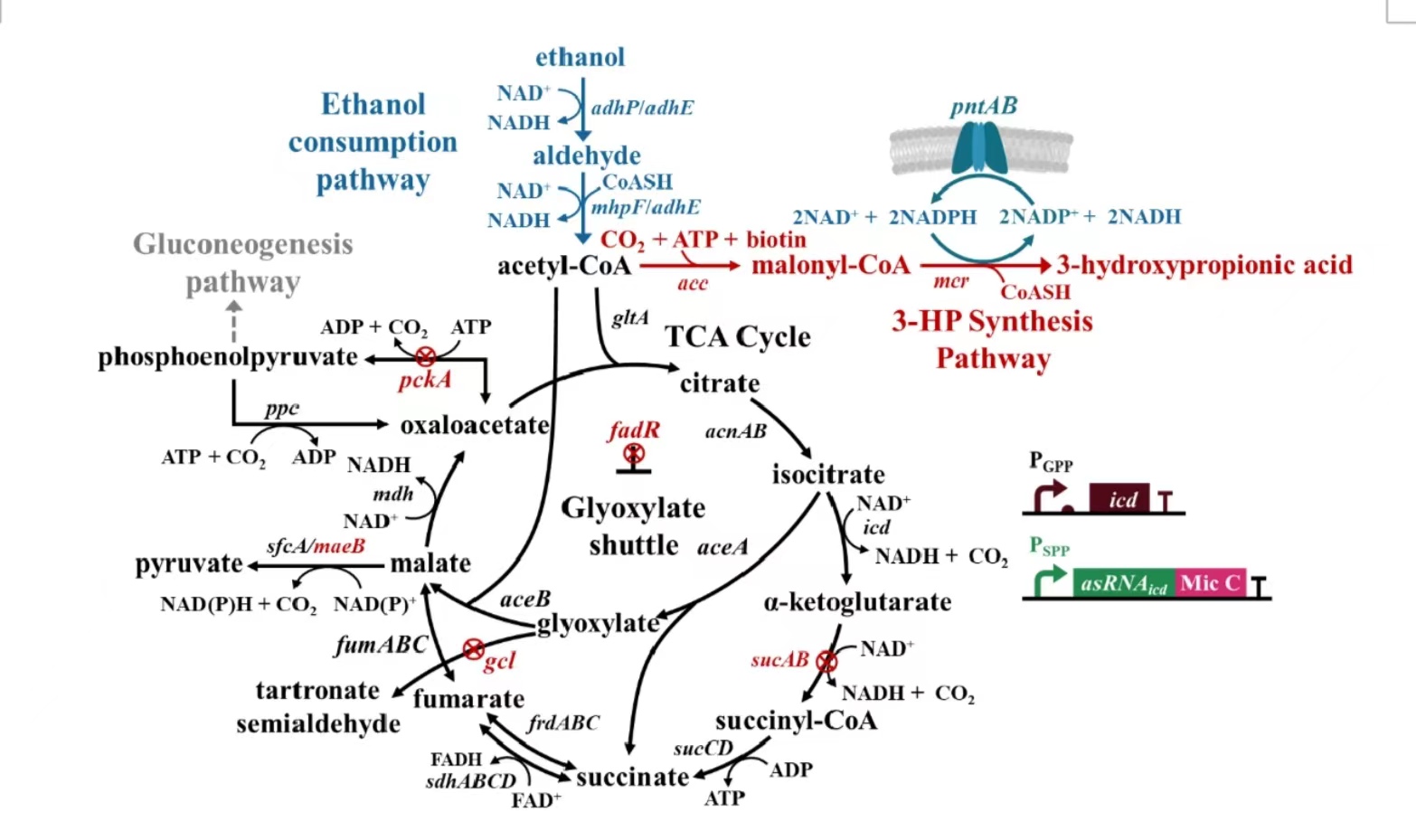 【创新前沿】代谢工程策略改造大肠杆菌利用乙醇新进展